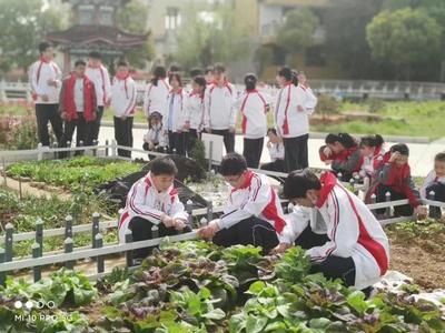 天长市开心"小菜园"变身学生劳动"大课堂"